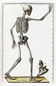 Table Prints: Eustachi, 'Tabulae anatomicae', 1783