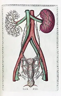 Table Prints: Eustachi, 'Tabulae anatomicae', 1783