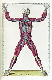 Table Prints: Eustachi, 'Tabulae anatomicae', 1783