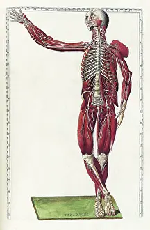 Table Prints: Eustachi, 'Tabulae anatomicae', 1783