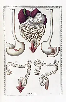 Reproductive Prints: Eustachi, 'Tabulae anatomicae', 1783