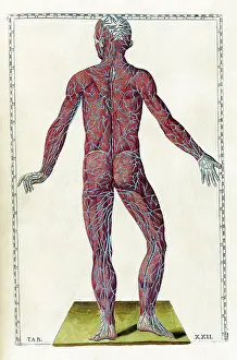 Atlas Prints: Eustachi, 'Tabulae anatomicae', 1783