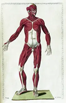 Book Prints: Eustachi, 'Tabulae anatomicae', 1783