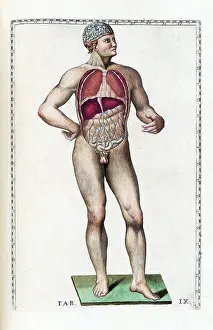 Book Prints: Eustachi, 'Tabulae anatomicae', 1783