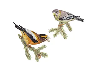 Branches Prints: Evening Grosbeaks (Coccothraustes vespertinus)