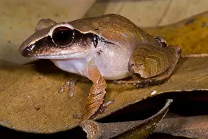 Robber Prints: Evergreen Robber Frog
