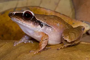Central Prints: Evergreen Robber Frog