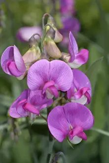 Introduced Prints: Everlasting Pea