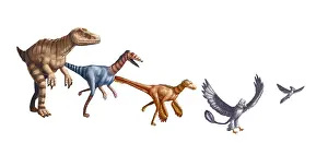 Raptor Prints: Evolution of Raptors