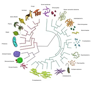 Evolutionary Prints: Evolutionary Tree: Bacteria