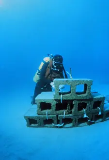 Diver Prints: Experimental Reef