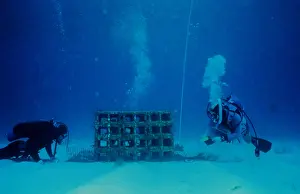 Diver Prints: Experimental Reef