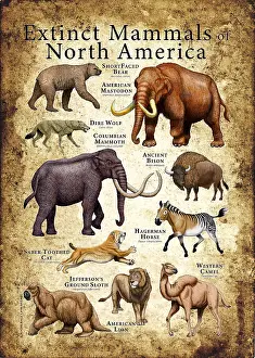 Ancient Prints: Extinct Animals of North America