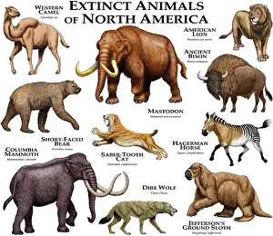 Best Sellers Part II Prints: Extinct Animals of North America