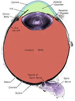 Iris Prints: Eye, Cross Section