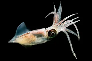Flash Prints: Eye Flash Squid
