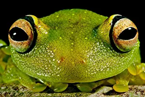 Bush Prints: Eye-ringed Bushfrog