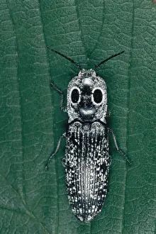 Beetle Prints: Eyed Click Beetle