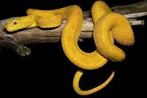 Golden Prints: Eyelash Palm Pit Viper