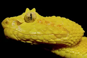 Golden Prints: Eyelash Palm Pit Viper