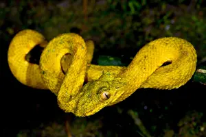 Poisonous Prints: Eyelash Palm Pitviper