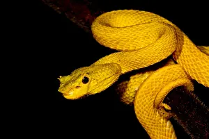 Poisonous Prints: Eyelash Palm Pitviper