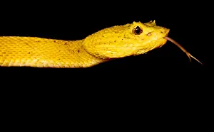 Poisonous Prints: Eyelash Palm Pitviper