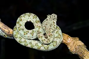 Eyelash Prints: Eyelash Viper