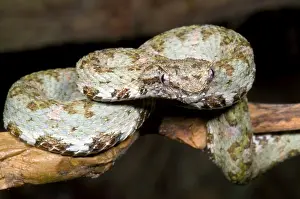 Eyelash Prints: Eyelash Viper