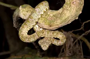 Eyelash Prints: Eyelash Viper