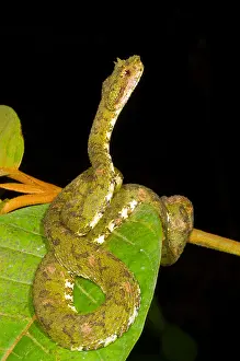 Eyelash Prints: Eyelash Viper