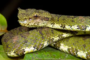 Eyelash Prints: Eyelash Viper