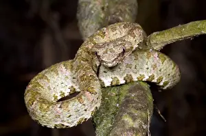 Eyelash Prints: Eyelash Viper