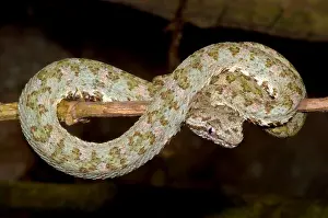 Eyelash Prints: Eyelash Viper