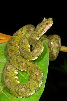 Eyelash Prints: Eyelash Viper