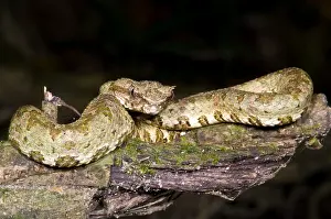Central Prints: Eyelash Viper