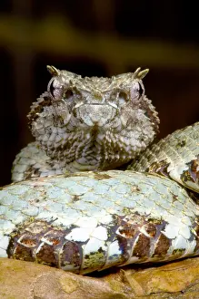 Central Prints: Eyelash Viper