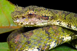 Central Prints: Eyelash Viper