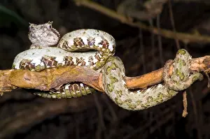 Central Prints: Eyelash Viper