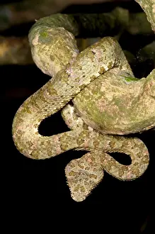 Central Prints: Eyelash Viper