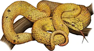 Eyelash Prints: Eyelash Viper, Illustration