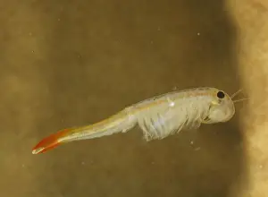 Pool Prints: Fairy Shrimp (Thamnocephalus platyrus)
