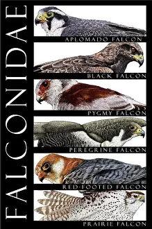 Bats Prints: Falcons of the World
