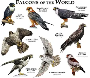 Poster Prints: Falcons of the World