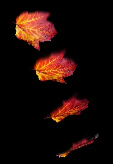 Falling Prints: Falling Leaves