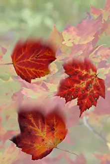 Falling Prints: Falling Maple Leaves