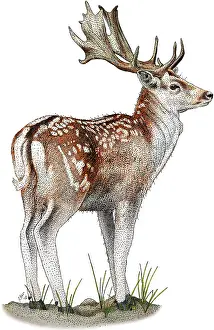 Game Animals Prints: Fallow Deer