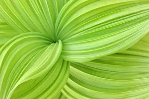 Many Science & Medical Prints: False Hellebore in Spring