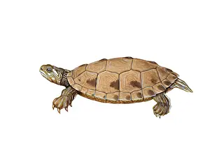Maps Prints: False Map Turtle
