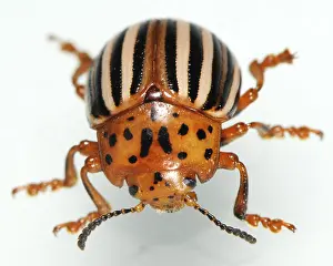 Beetle Prints: False Potato Beetle
